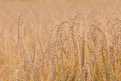 Field of spelt Stock Photos