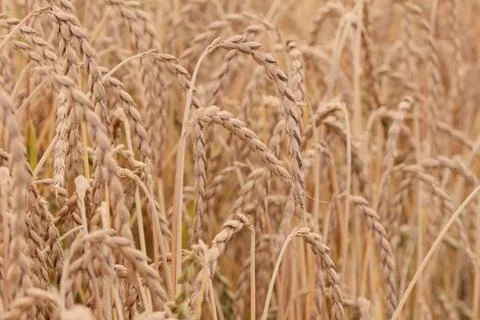 Field of spelt Stock Photos
