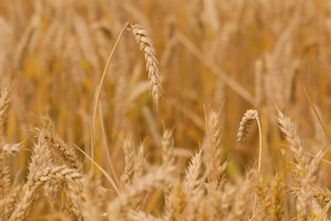 Field of spelt Stock Photos