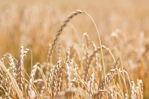 Field of spelt Foto stock