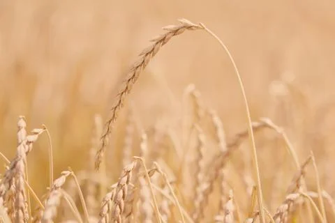 Field of spelt Stock Photos
