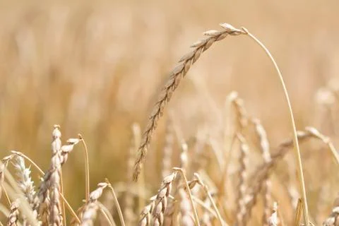 Field of spelt Stock Photos