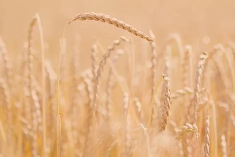 Field of spelt Foto stock