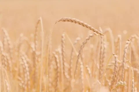 Field of spelt Stock Photos