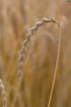 Field of spelt Stock Photos