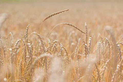 Field of spelt Stock Photos
