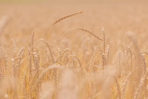 Field of spelt Stock Photos