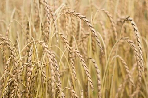 Field of spelt Stock Photos