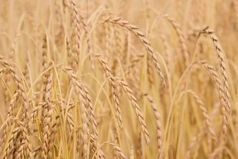 Field of spelt Stock Photos