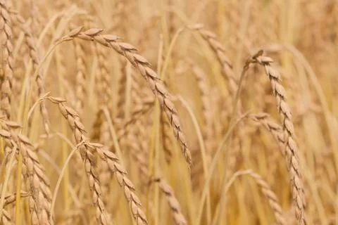 Field of spelt Stock Photos