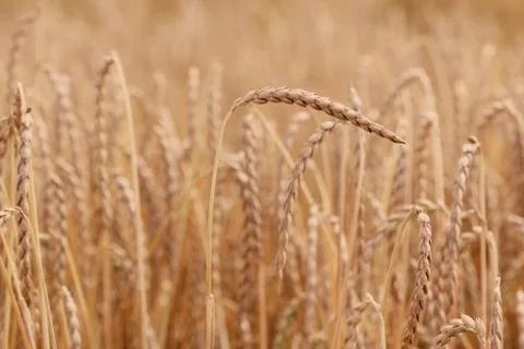 Field of spelt Stock Photos