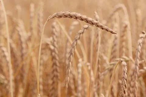 Field of spelt Stock Photos