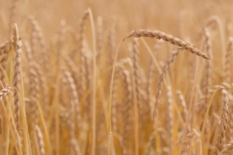 Field of spelt Stock Photos