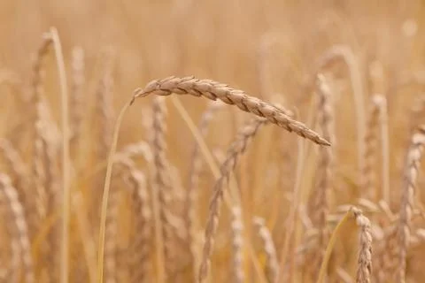 Field of spelt Foto stock