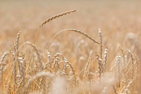 Field of spelt Stock Photos