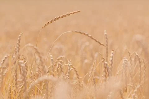 Field of spelt Stock Photos