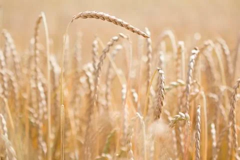 Field of spelt Stock Photos