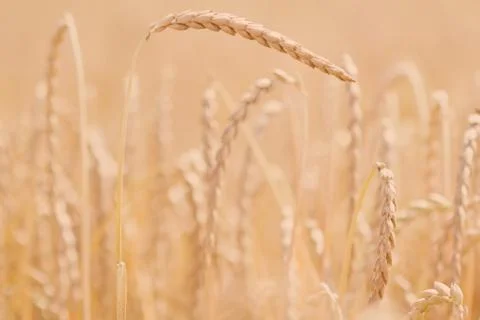Field of spelt Stock Photos