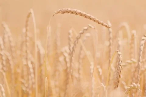 Field of spelt Stock Photos