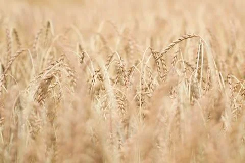 Field of spelt Stock Photos