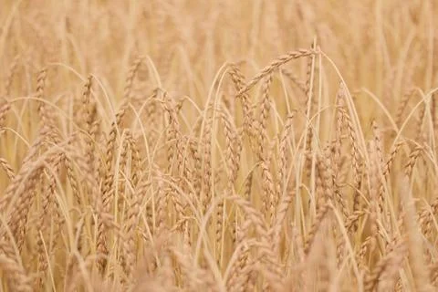 Field of spelt Stock Photos