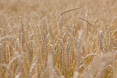 Field of spelt Stock Photos