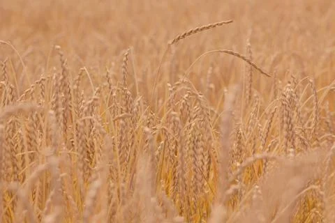 Field of spelt Stock Photos