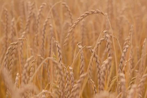 Field of spelt Stock Photos