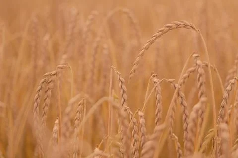 Field of spelt Foto stock