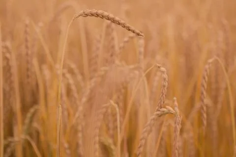 Field of spelt Stock Photos