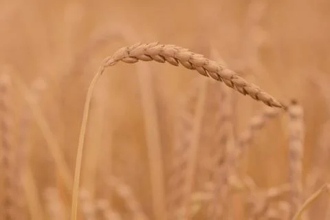 Field of spelt Stock Photos