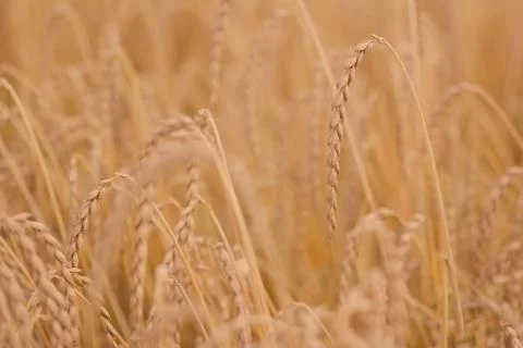 Field of spelt Stock Photos