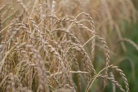 Field of spelt Stock Photos