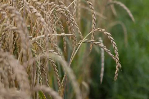 Field of spelt Foto stock