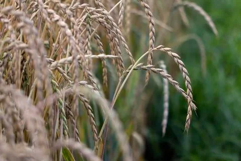 Field of spelt Stock Photos