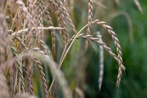 Field of spelt Stock Photos