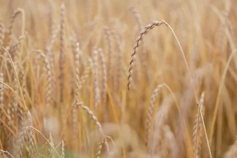 Field of spelt Stock Photos