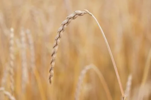Field of spelt Stock Photos
