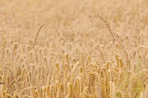 Field of spelt Stock Photos