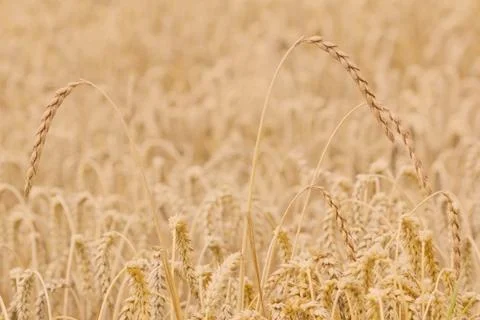 Field of spelt Stock Photos