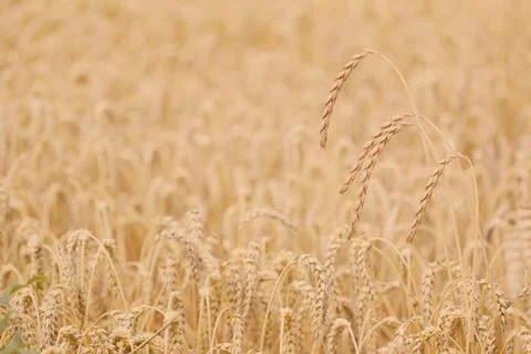 Field of spelt Stock Photos
