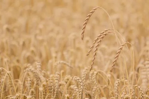 Field of spelt Stock Photos
