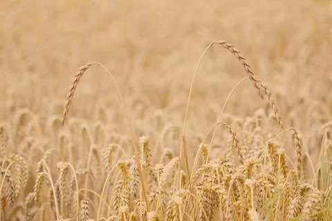 Field of spelt Foto stock