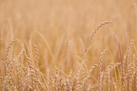 Field of spelt Stock Photos