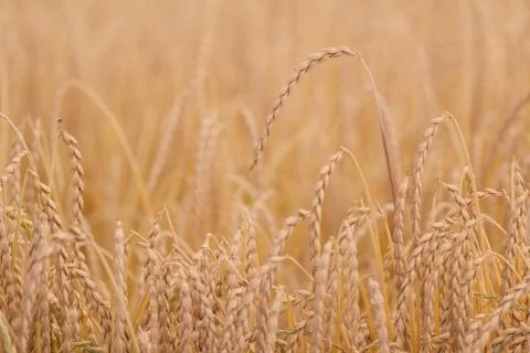 Field of spelt Stock Photos