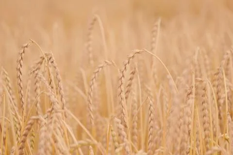 Field of spelt Foto stock