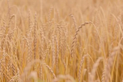Field of spelt Stock Photos