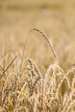 Field of spelt Stock Photos