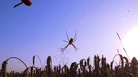 Field spider sits on a web on a wheat field at sunset Stock Footage 135508485