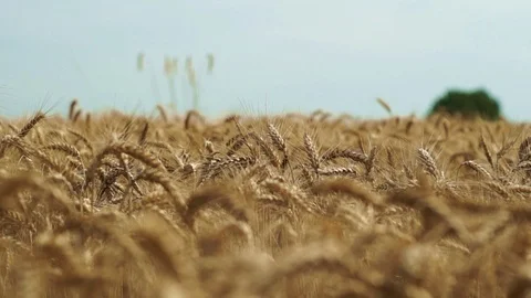 Field spikelets 1 Stock Footage 105603912